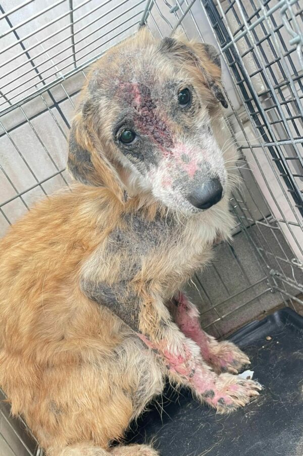TILLY - sollte zeitnah reisen - reserviert Second Chance Dogs - vermittelt