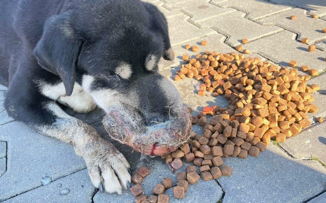 Notfall Einsatz in Herculane: Hündin mit massiver Verwachsung