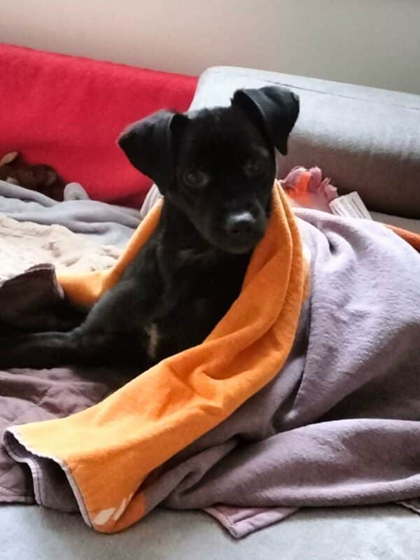 Kiba in 31787 Hameln *vermittelt* – Bild 3