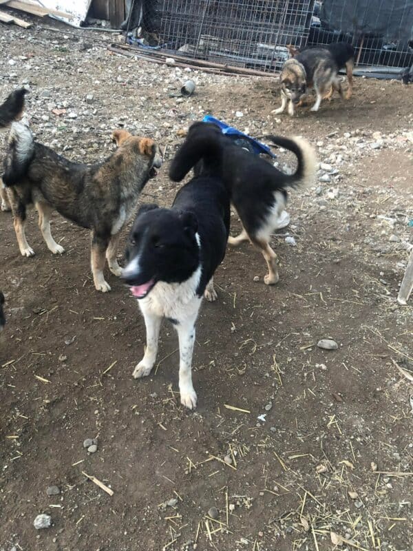 LUCYLU - reserviert ELIZA / Orga 27.02 - vermittelt – Bild 4