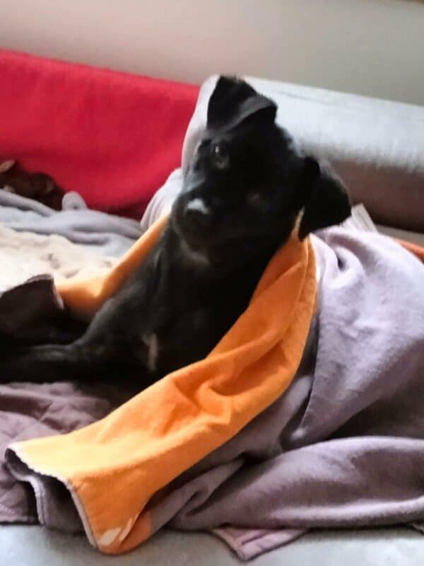 Kiba in 31787 Hameln *vermittelt* – Bild 2