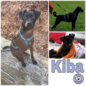 Kiba in 31787 Hameln *vermittelt*