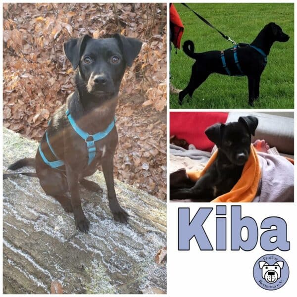 Kiba in 31787 Hameln *vermittelt*