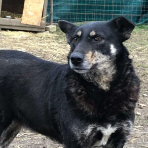 CUTZA - ausgereist zum TH Iserlohn