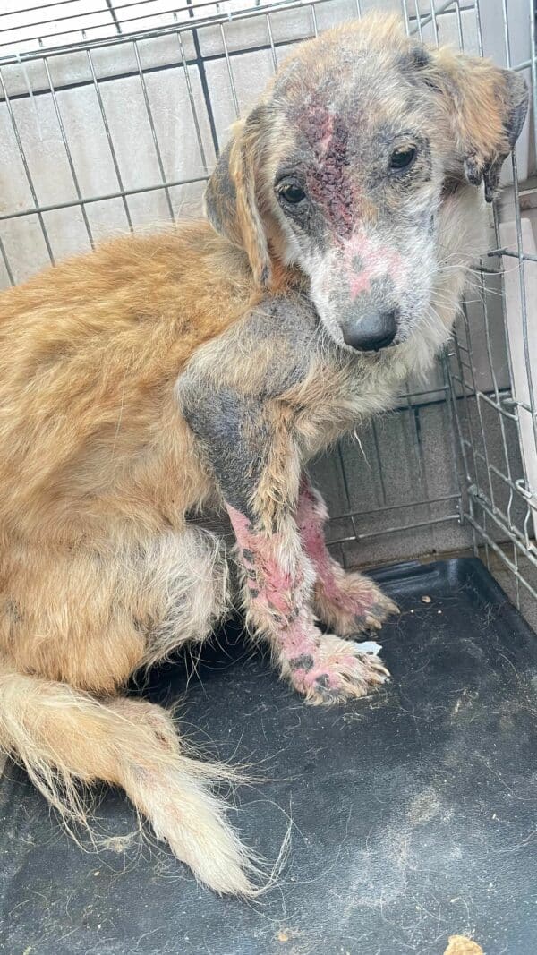 TILLY - sollte zeitnah reisen - reserviert Second Chance Dogs - vermittelt – Bild 4