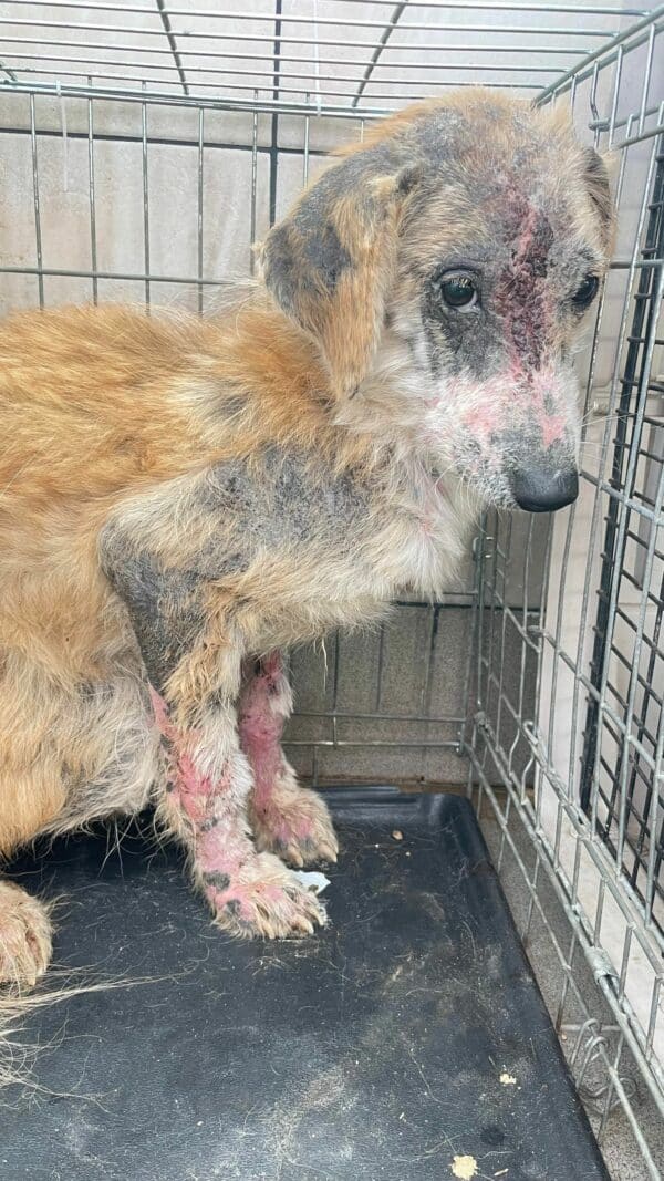 TILLY - sollte zeitnah reisen - reserviert Second Chance Dogs - vermittelt – Bild 3