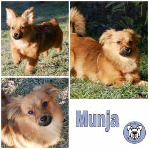 Munja in 21493 Möhnsen *vermittelt*