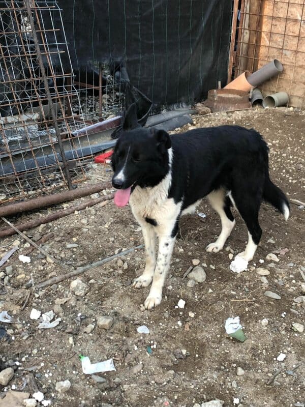 LUCYLU - reserviert ELIZA / Orga 27.02 - vermittelt – Bild 3
