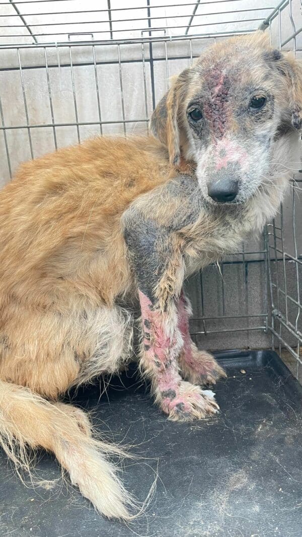 TILLY - sollte zeitnah reisen - reserviert Second Chance Dogs - vermittelt – Bild 2