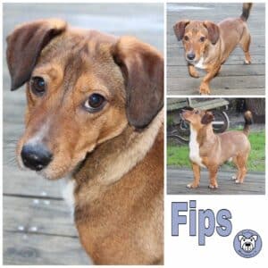 Fips in 40670 Meerbusch *vermittelt*