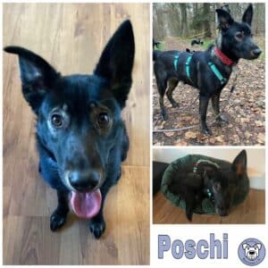 Poschi in 63069 Offenbach am Main - vermittelt