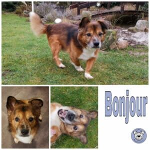 Bonjour in 32657 Lemgo - vermittelt