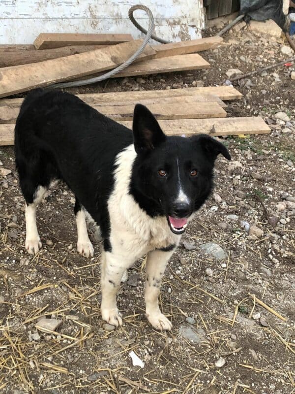 LUCYLU - reserviert ELIZA / Orga 27.02 - vermittelt