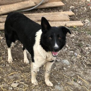 LUCYLU - reserviert ELIZA / Orga 27.02 - vermittelt