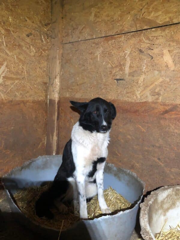 LUCYLU - reserviert ELIZA / Orga 27.02 - vermittelt – Bild 5