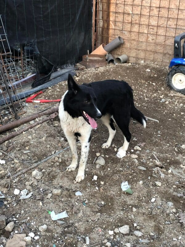 LUCYLU - reserviert ELIZA / Orga 27.02 - vermittelt – Bild 2