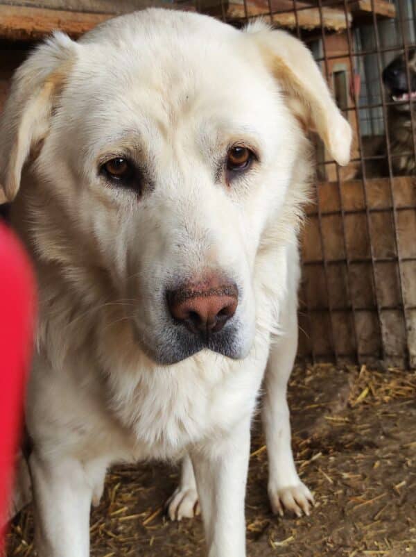 MURACO (♂) - seit 2023 im Shelter – Bild 13