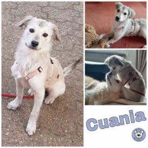 Cuania in 76771 Hördt *vermittelt*