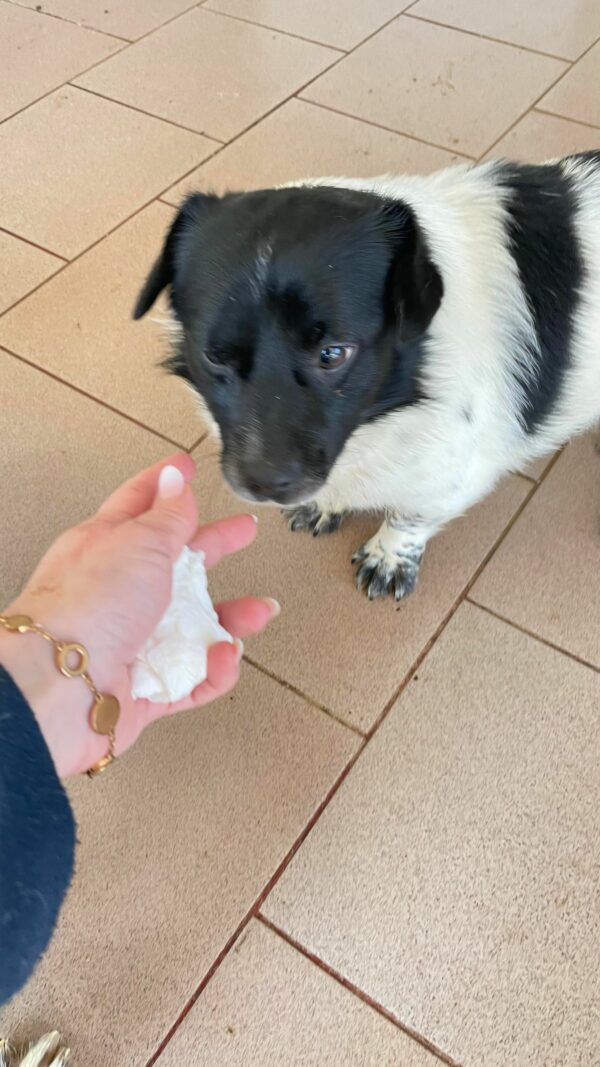 DUXY - reserviert TH Ahrweiler - vermittelt – Bild 4