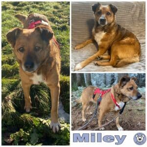Miley in 95346 Stadtsteinach - vermittelt