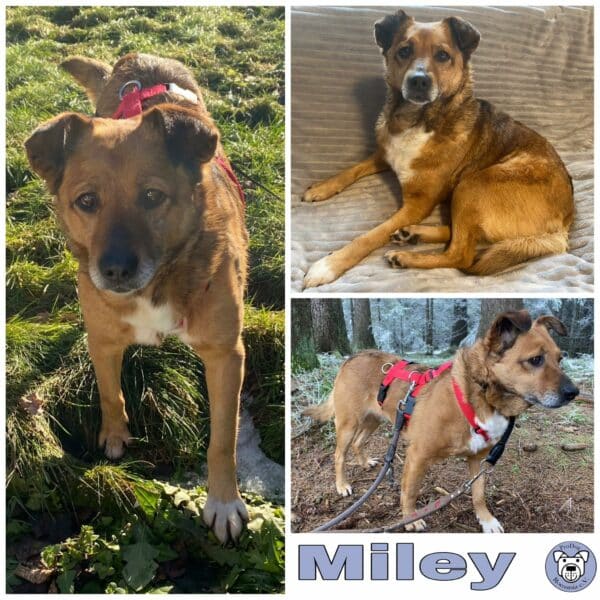 Miley in 95346 Stadtsteinach - vermittelt