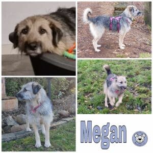 Megan in 27374 Visselhövede *vermittelt*