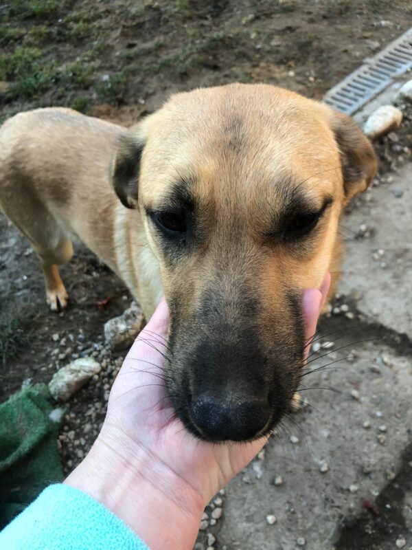 LORELEY - vermittelt Betty – Bild 5