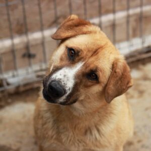 PETUNIA - reserviert TH Filderstadt - vermittelt
