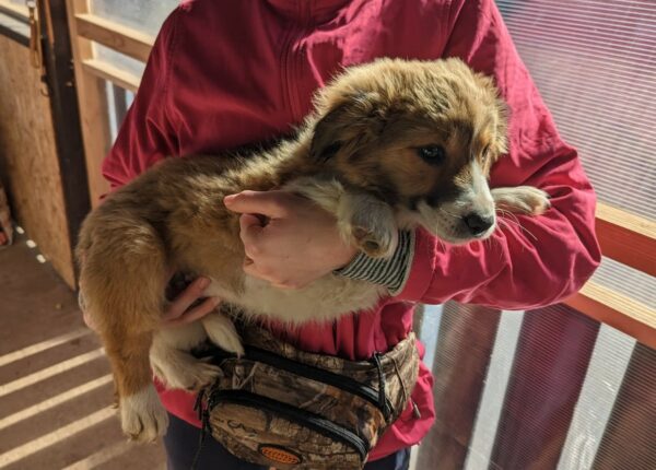 MALECÓN - reserviert Kinder- und Tierschutzhof Hahnenberg - vermittelt – Bild 3