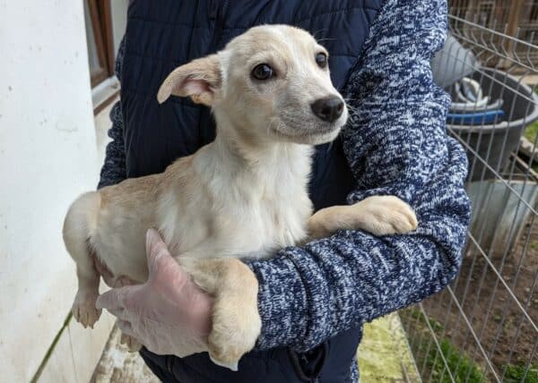 ZANDY - reserviert Arche Noah Bidingen - vermittelt – Bild 3