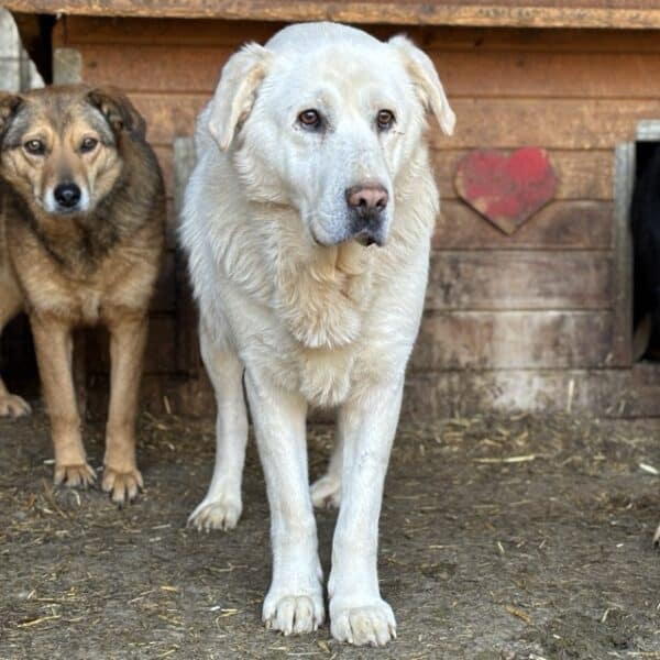 MURACO (♂) - seit 2023 im Shelter – Bild 8