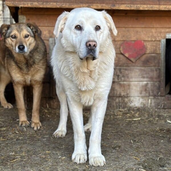 MURACO (♂) - seit 2023 im Shelter – Bild 7
