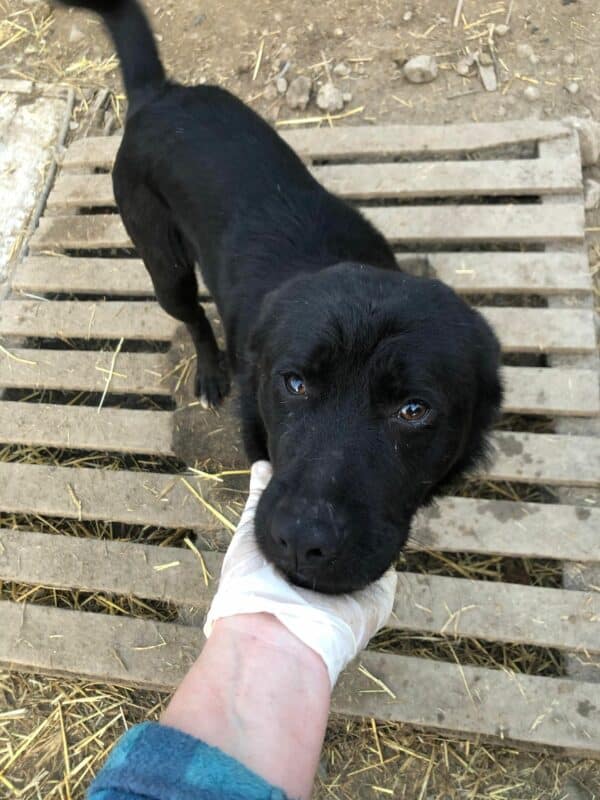 KAJU - reserviert Eliza/ Orga 10.03 - vermittelt – Bild 8