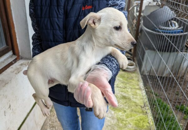YARIS - reserviert TH Ahrweiler - vermittelt – Bild 2