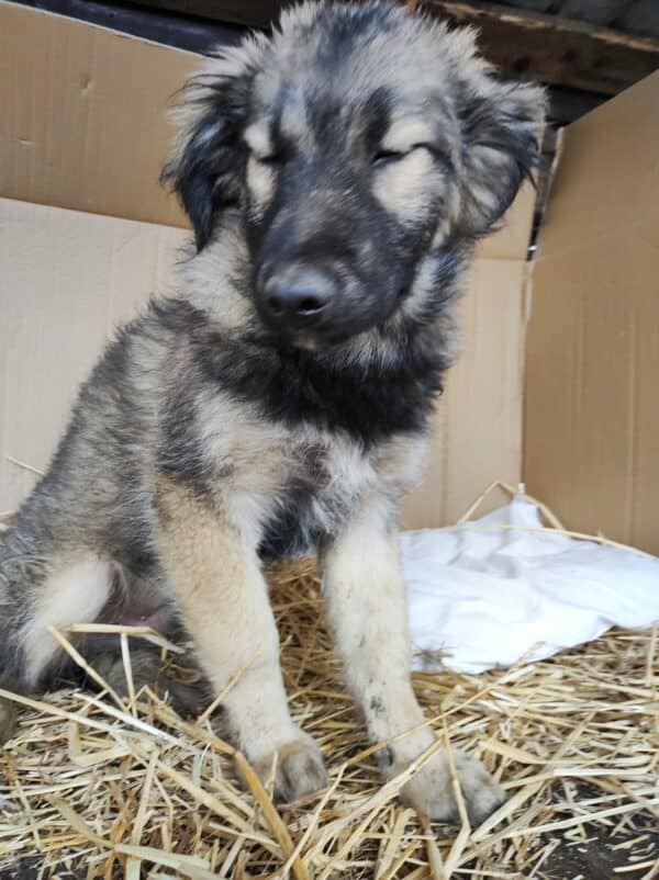 MAMBO - reserviert Betty - vermittelt – Bild 2