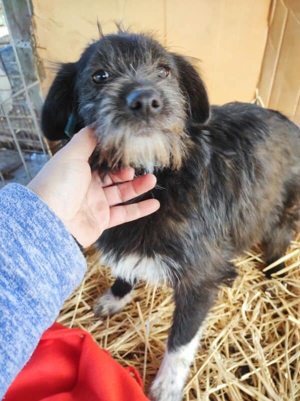 TIFFANY - reserviert NH - vermittelt – Bild 2