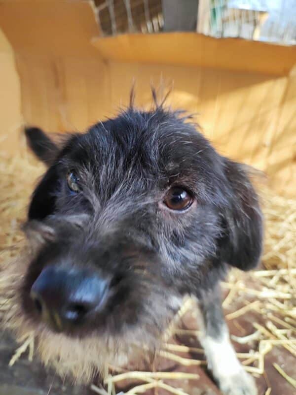 TIFFANY - reserviert NH - vermittelt – Bild 3