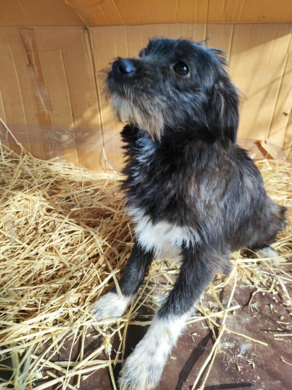 TIFFANY - reserviert NH - vermittelt – Bild 4