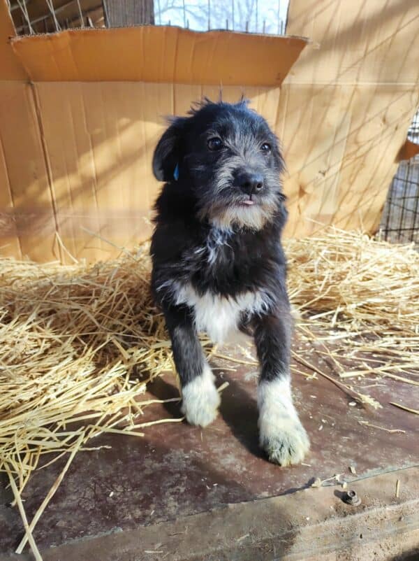 TIFFANY - reserviert NH - vermittelt – Bild 5