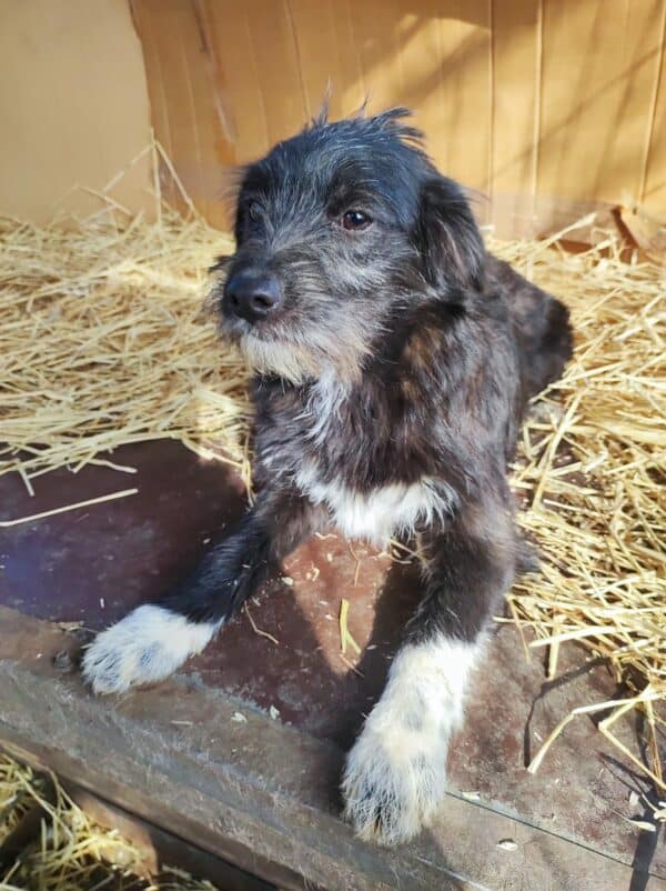 TIFFANY - reserviert NH - vermittelt – Bild 6