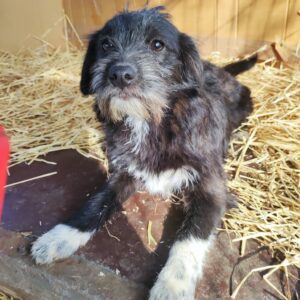 TIFFANY - reserviert NH - vermittelt