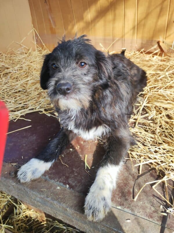 TIFFANY - reserviert NH - vermittelt – Bild 8