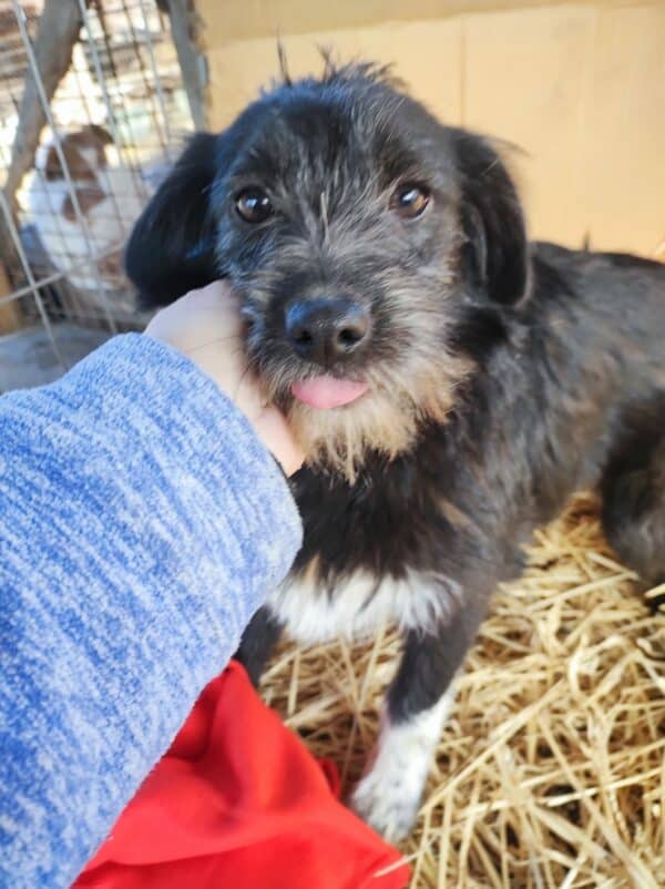 TIFFANY - reserviert NH - vermittelt – Bild 12