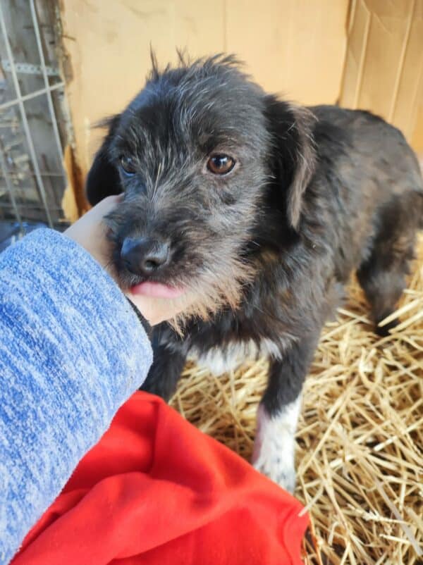 TIFFANY - reserviert NH - vermittelt – Bild 11
