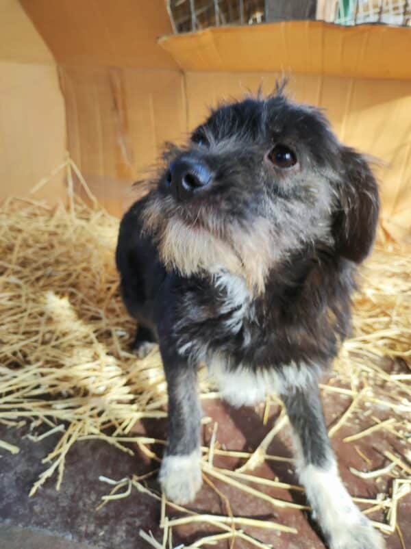 TIFFANY - reserviert NH - vermittelt – Bild 14
