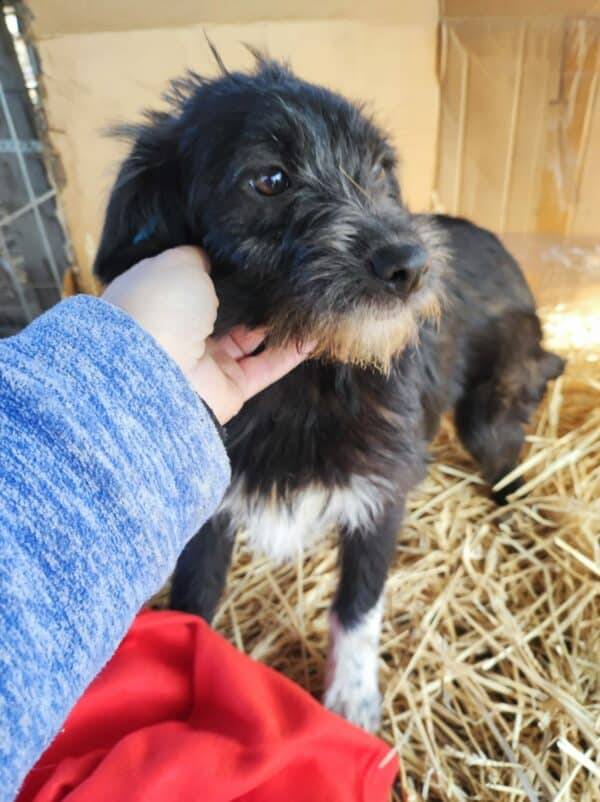 TIFFANY - reserviert NH - vermittelt – Bild 13