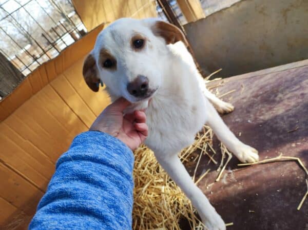 TAYLANA (♀) - vermisst 11/24 – Bild 5