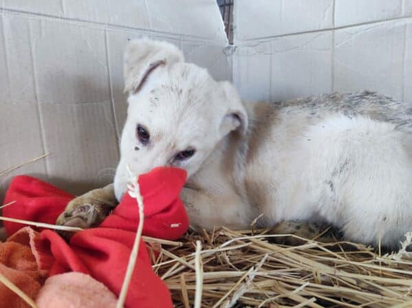 TAPIO - auf Pflegestelle in PLZ 63 *vermittelt* – Bild 6
