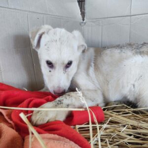 TAPIO - auf Pflegestelle in PLZ 63 *vermittelt*