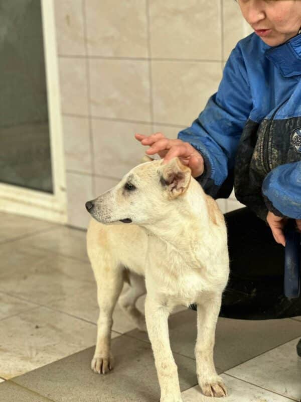 ZANDY - reserviert Arche Noah Bidingen - vermittelt – Bild 5